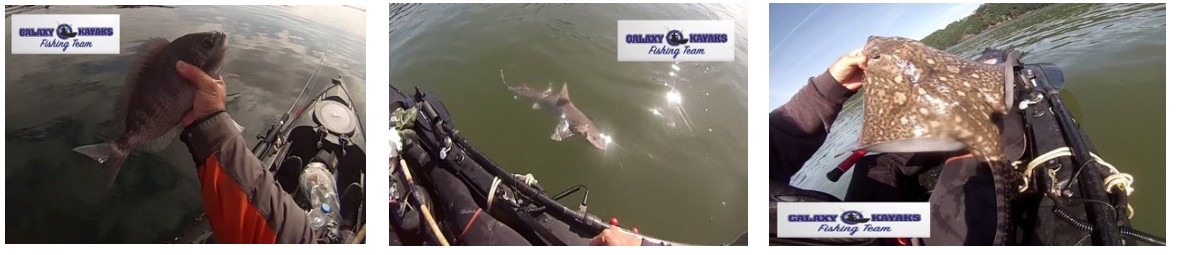 peche au vif appat kayak