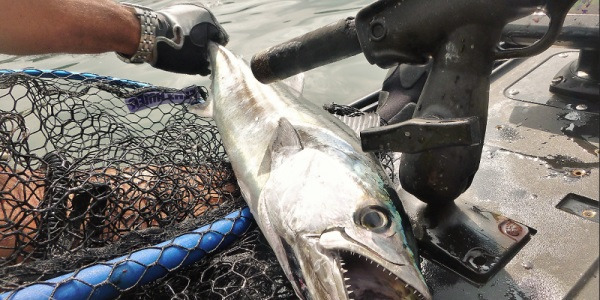 Le Marlin 438 en chasse à la bonite