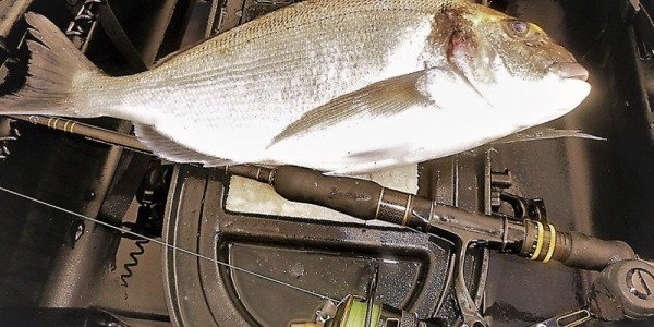 Daurade royale sur son lit d'oignons rouges