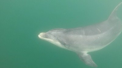 Le Marlin, l'Alboran et flipper en ballade 